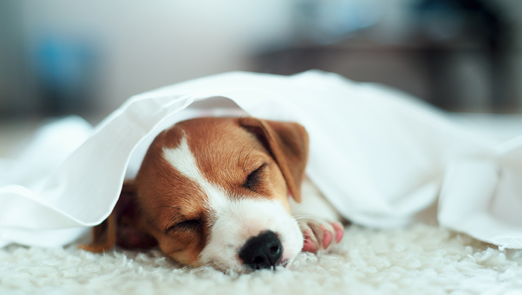 Jack Russell Terrier Welpe, der auf weißem Bett schläft. Kleiner Hund unter weißem Teppich