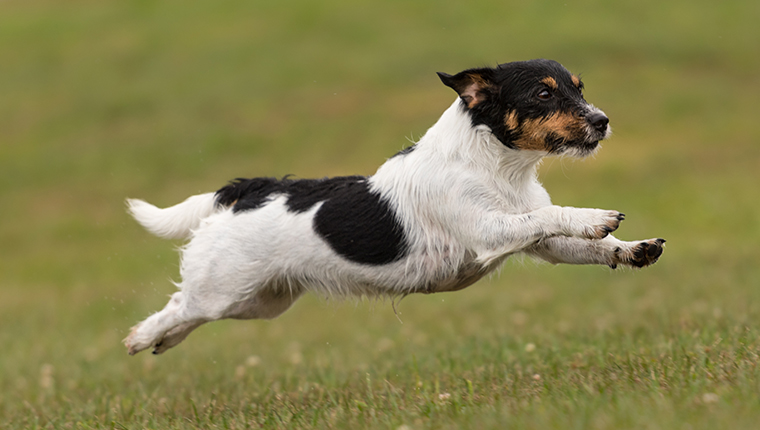 Netter kleiner Hund fliegt schnell über eine grüne Wiese - Jack Russell Terrier