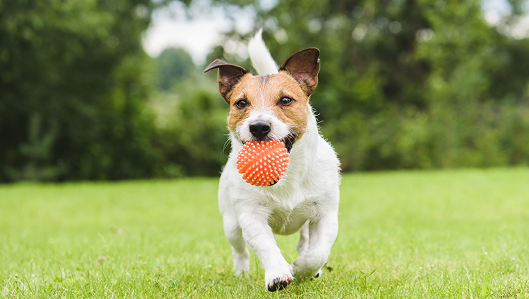 Jack Russell Terrier läuft mit einem Ball