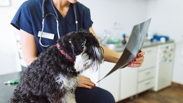 Tierarzt, der neben Hund steht und Röntgenbild des Hundes betrachtet.