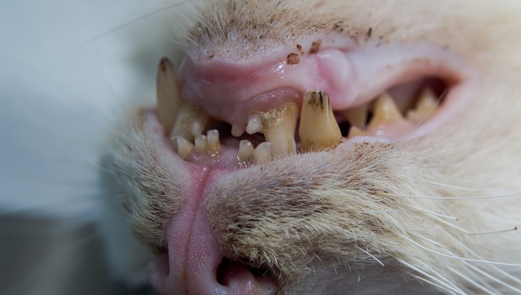 alte Katze mit Karieszähnen