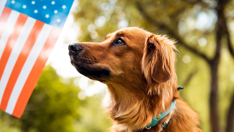 Netter Hund, der zur amerikanischen Flagge schaut. USA Memorial oder Independence Day Konzept.