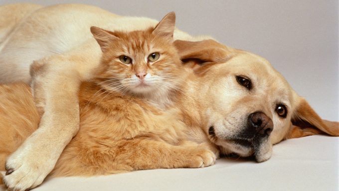 Hund und Katze liegen zusammen
