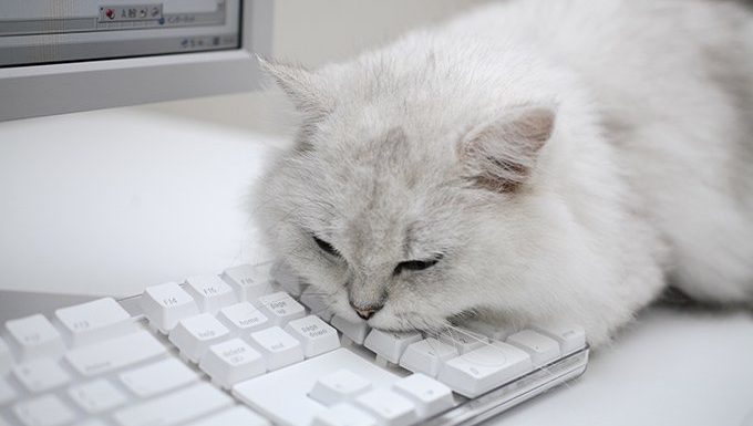Katze liegt auf der Tastatur