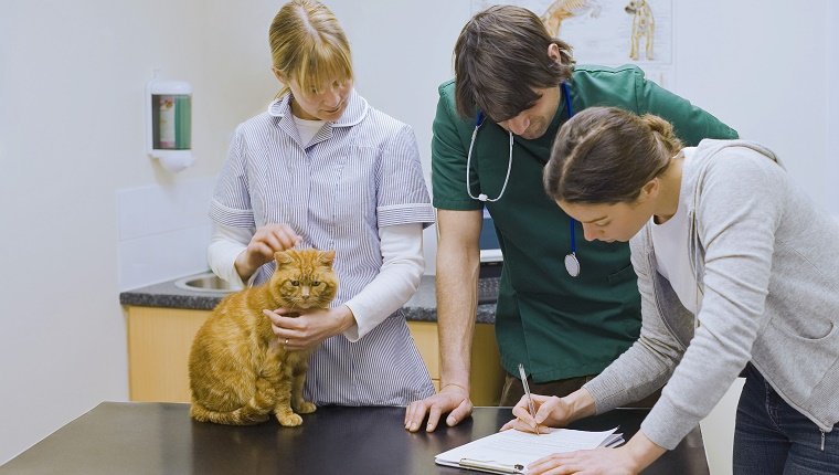 Tierärzte untersuchen Katze
