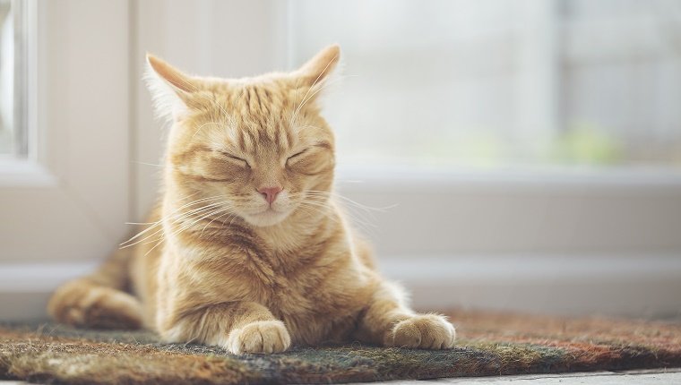 Eine Haustierkatze, die auf der Fußmatte in einem Wintergarten schläft.