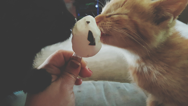 Katzen essen Eis