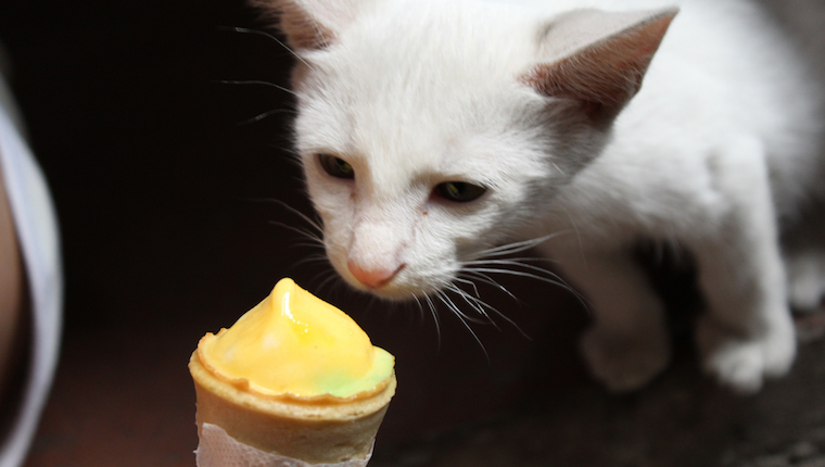 Katze, die Eis isst