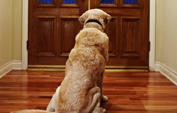 dog waiting at door