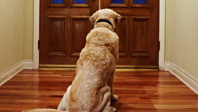 dog waiting at door