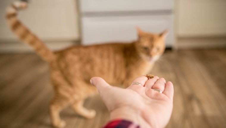 Eine Ingwer-Tabby-Katze betrachtet einen Leckerbissen in der Hand einer Person mit Verlangen, nähert sich aber nicht