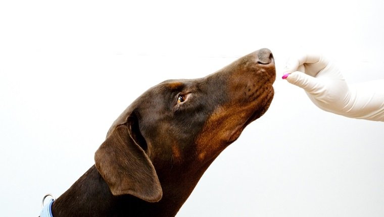 tierärztliche Untersuchung Dobermann Hund