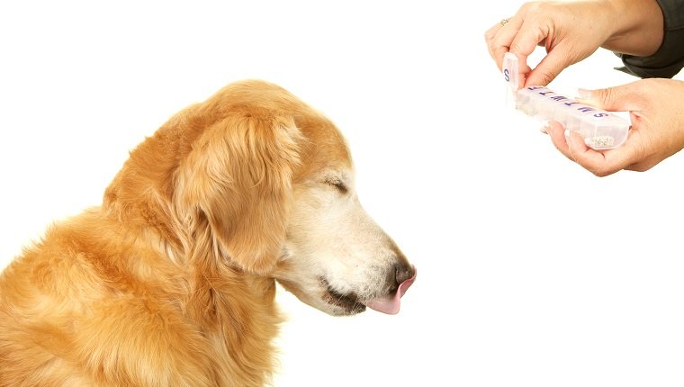 Ein Golden Retriever-Hund schließt die Augen und streckt die Zunge heraus, während sein Besitzer ihm eine Pille von einem täglichen Pillenorganisator hinhält