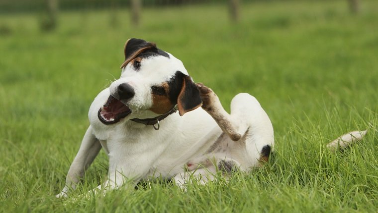 Kratzen von Jack Russell Terrier (Canis lupus familiaris), Großbritannien