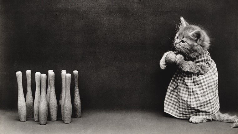 Kitty Bowling zehn Stifte (von Whittier Frees, Amerikaner, 1879 - 1953), aus einer Reihe von gekleideten Kätzchen in verschiedenen menschlichen Situationen, circa 1914. Silberdruck. 