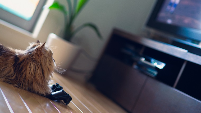 Braune persische Katze auf Boden vor Spielsteuerung, die Fernsehen ansieht