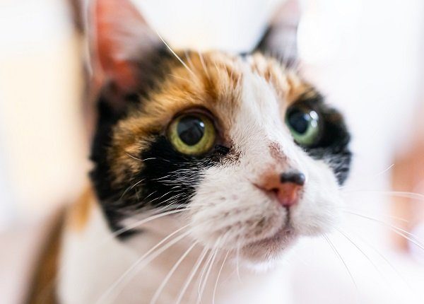 Closeup portrait of calico cat face head with blurry background in room home with acne on nose begging for food