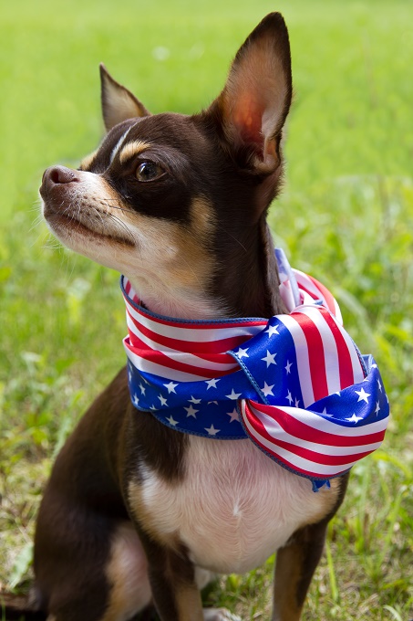 Stolz darauf, ein Chihuahua-Amerikaner zu sein