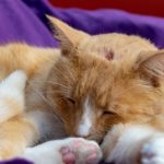 Domestic ginger cat with a swollen nose due to pus and abscess from infected cut on head