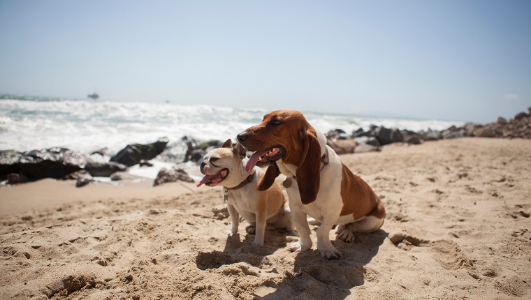 Hunde, die zusammen am Strand keuchen