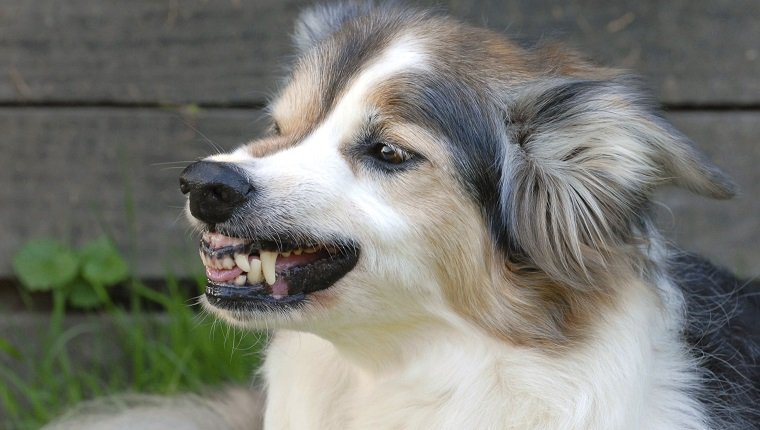 Hund, Border Collie Erwachsener weiblicher Haushund, der ihre Zähne zeigt. Border Colliecolor: Tricolorcanis Lupus Familiaris, Haushund, Hund, Canid, Säugetier (Foto von BSIP / UIG über Getty Images)