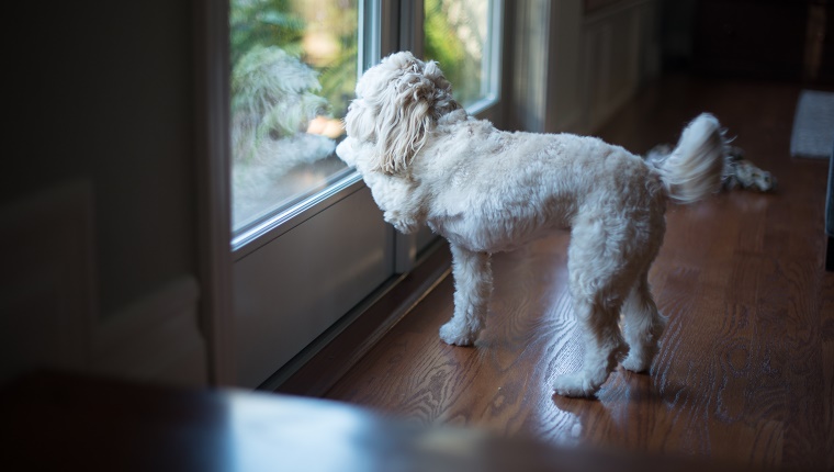 Ein kleiner Hund steht vor einer französischen Tür und schaut nach draußen. Die Pfote des Hundes kratzt am Fenster, um nach draußen zu gehen.