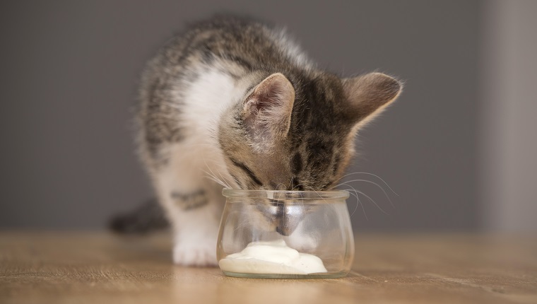 Fotos von 6 Wochen alten Kätzchen Kätzchen, die mit einer Papiertüte spielen und Joghurt essen