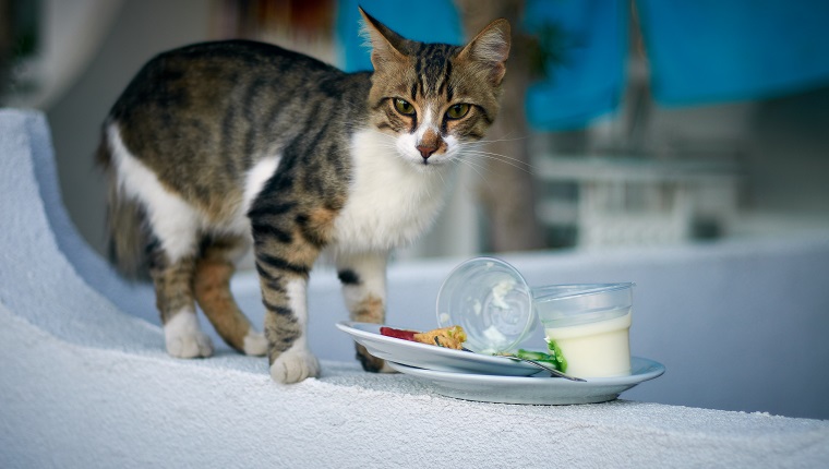 Katze im Hotel Turgutsreys, Türkei. Isst Joghurt von Gästen verlassen.