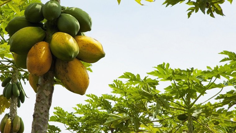Bündel Papayas auf einem Baum, Valle del Cauca, Kolumbien