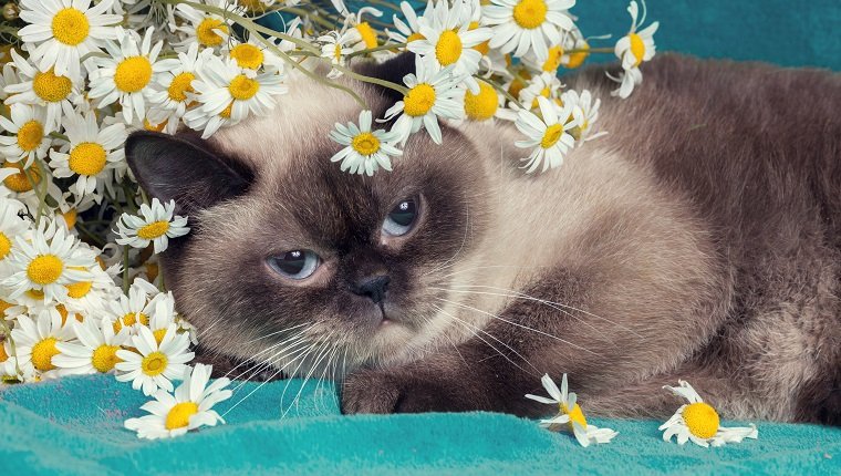 Porträt der Katze mit Blumen