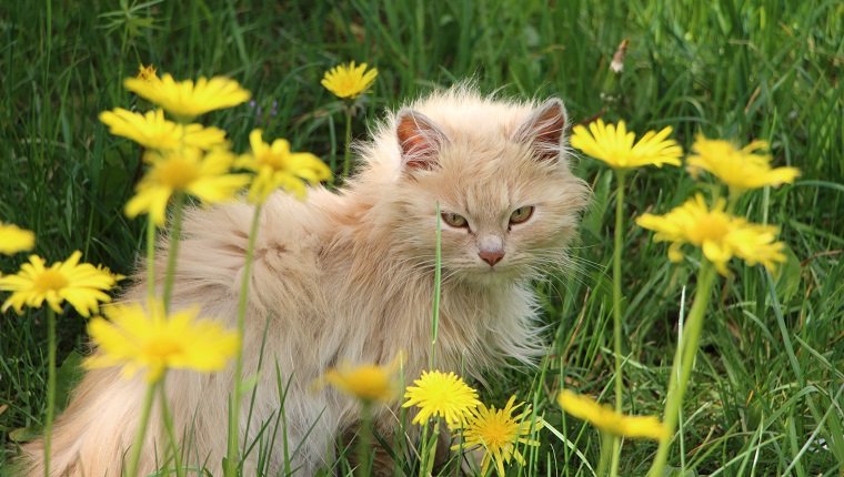 Hochwinkelporträt der Katze inmitten des Löwenzahns, der auf Feld blüht