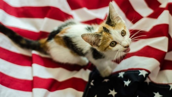 Katze auf amerikanischer Flagge für den 4. Juli