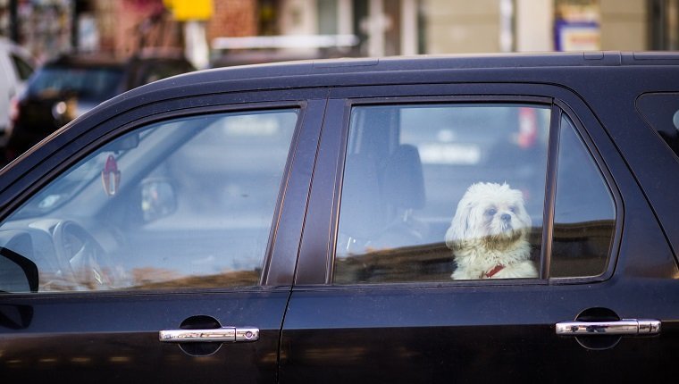 Kleiner weißer Hund, der im Auto wartet