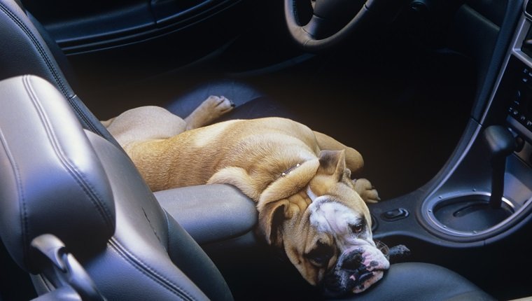 Ein Boxer (Hund), der auf dem Vordersitz eines Autos, Vancouver Island, British Columbia, Kanada liegt.