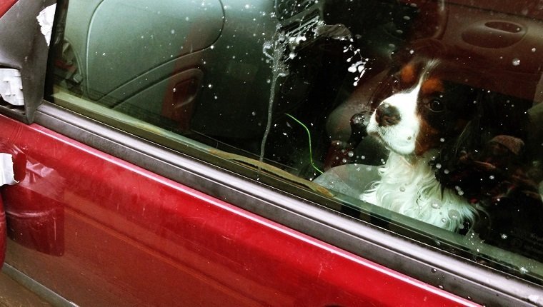 Hund, der durch Autofenster schaut