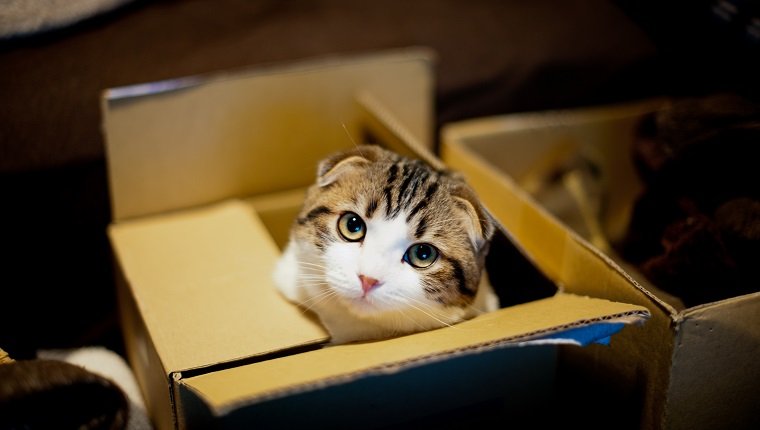 Katze im Kasten und nach oben schauend.