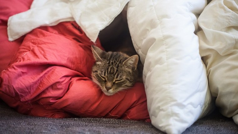 Eine schlafende Katze, die Decken als Fort benutzt