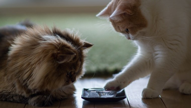 Braune persische Katze und weiße und beige Katze, die Eisblöcke auf Platte auf Boden untersuchen