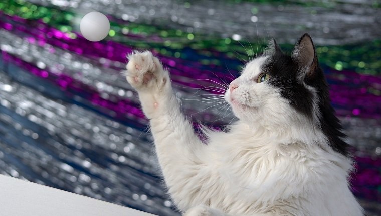 Katze spielt mit einem Ball.