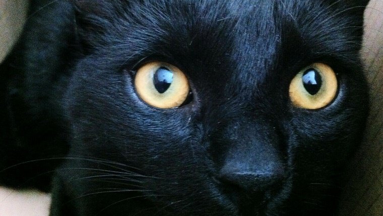 Nahaufnahmeporträt der schwarzen Katze