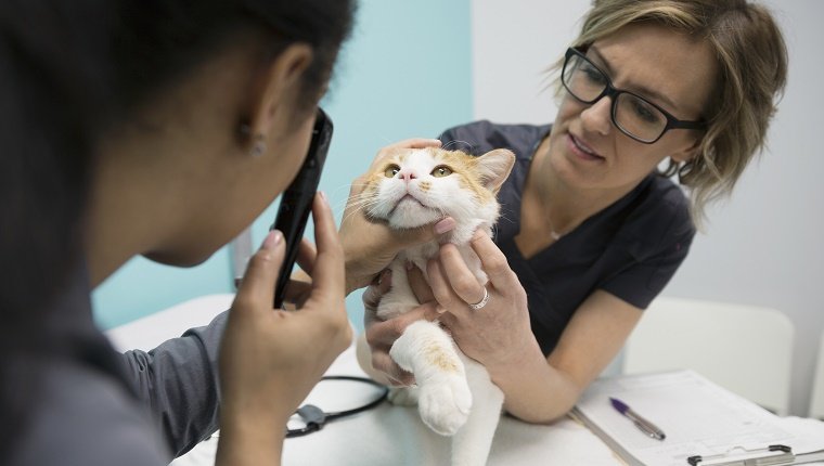 Tierärzte, die Katzenaugen im Untersuchungsraum der Klinik untersuchen