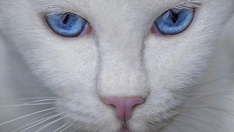 Eine weiße Katze mit blauen Augen