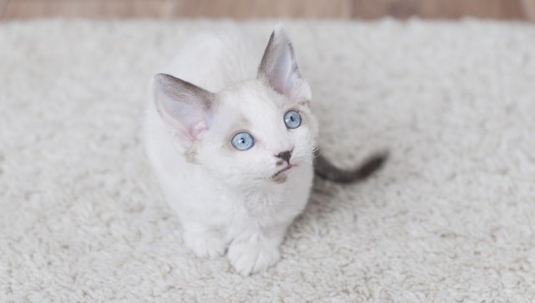 Das süße kleine blauäugige Devon Rex Albino Kätzchen sitzt auf einem Teppich
