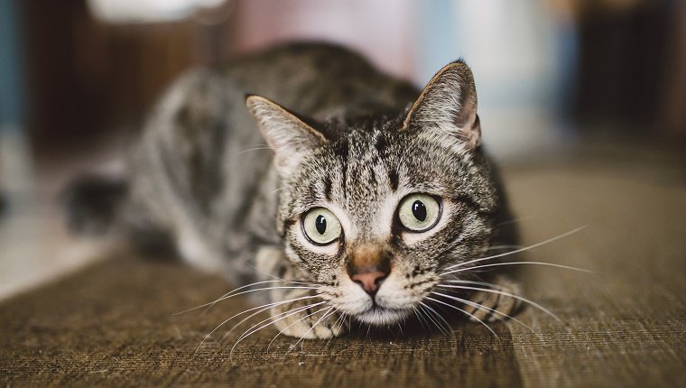 Porträt der starren Katze, die zu Hause auf Teppich hockt