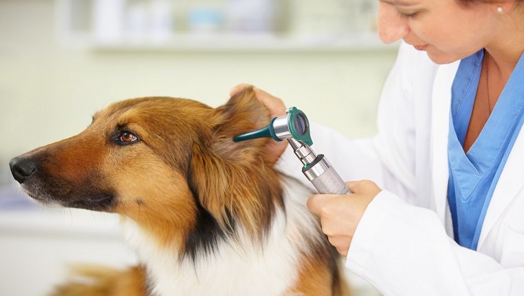 Kurzer Schuss eines Tierarztes, der das Ohr eines Hundes untersucht