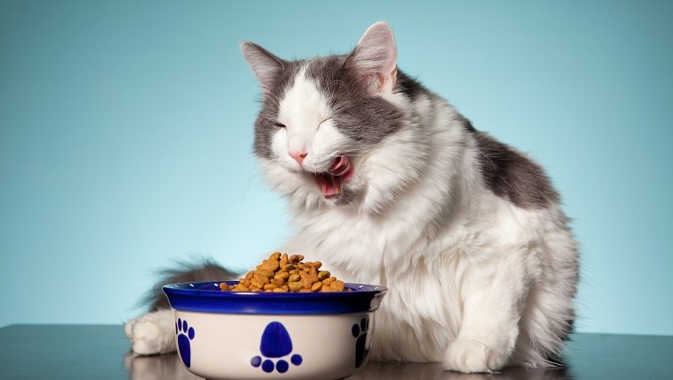 Eine schöne weiße und graue Katze leckt ihr Gesicht, nachdem sie von ihrem Katzenfutter gegessen hat.