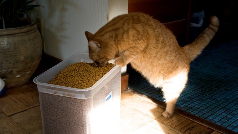 Orange Katze, die aus großem Eimer Katzenfutter frisst.