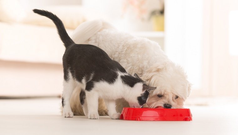 Kleiner maltesischer Hund und Schwarzweiss-Katze, die Nahrung von einer Schüssel zu Hause essen