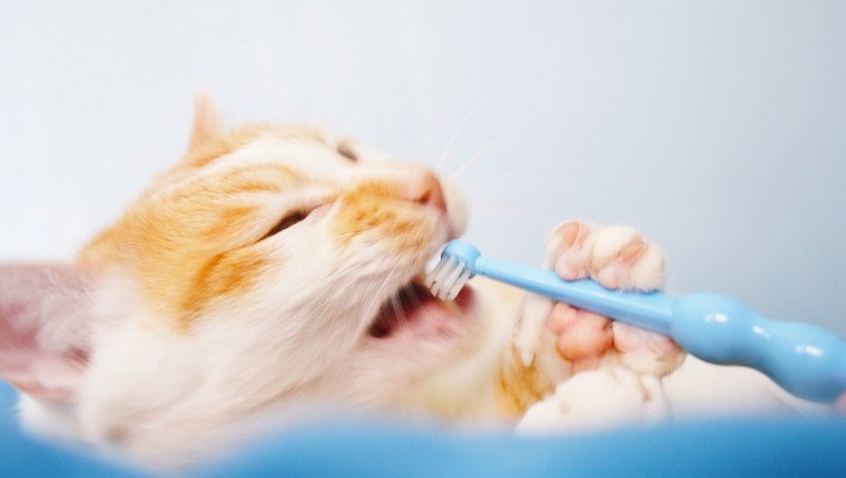 Nahaufnahme der Katze, die Zahnbürste kaut