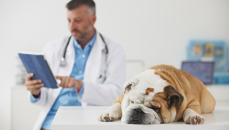 Krampfanfälle bei Hunden Symptome, Ursachen und Behandlungen